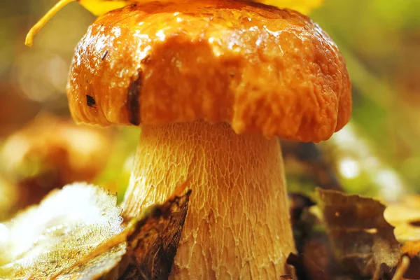 Mushroom  in the autumn forest — Stock Photo, Image