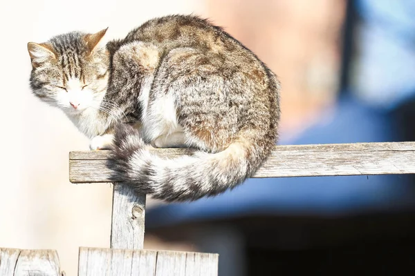 Gato engraçado senta-se na cerca — Fotografia de Stock