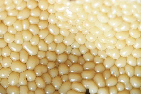 Bir tuval sarı tohum hücrelerinde — Stok fotoğraf