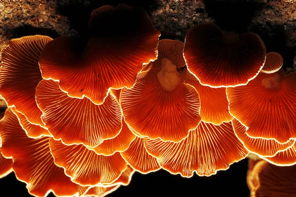 Sonbahar ormanındaki mantarlar