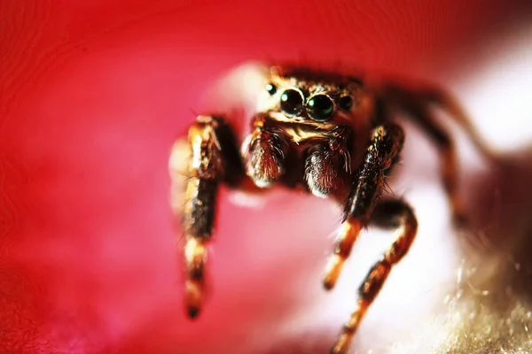 무성 한 거미 보이는 직선 — 스톡 사진
