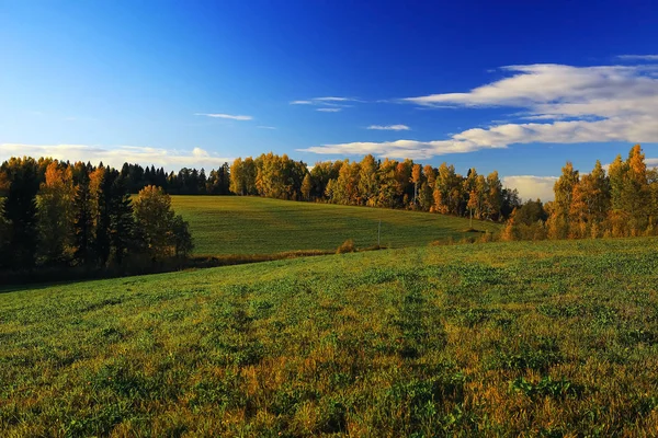 Forêt d'automne sur le terrain — Photo