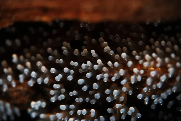 Cogumelo de coral em uma árvore — Fotografia de Stock