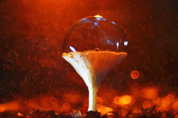 Mushroom  in the autumn forest — Stock Photo, Image