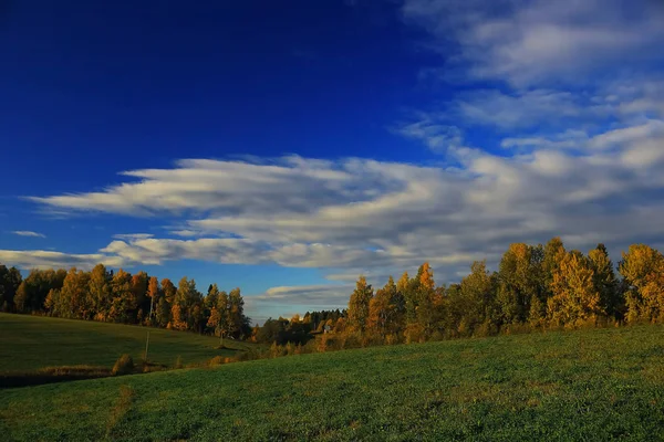 Podzimní les v poli — Stock fotografie