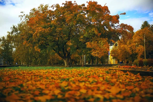 Fák az őszi parkban — Stock Fotó