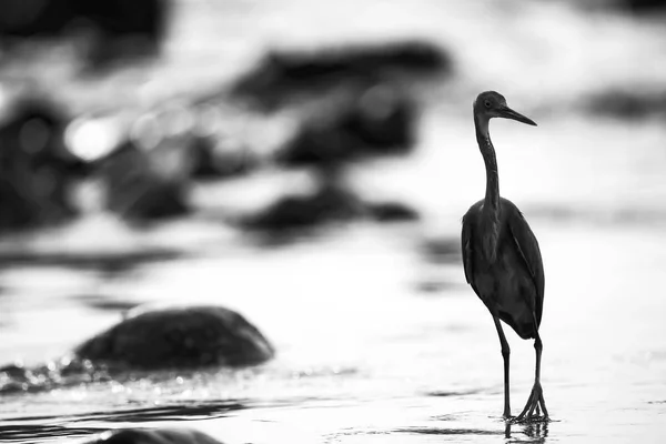 Cartel de pájaro en la orilla — Foto de Stock