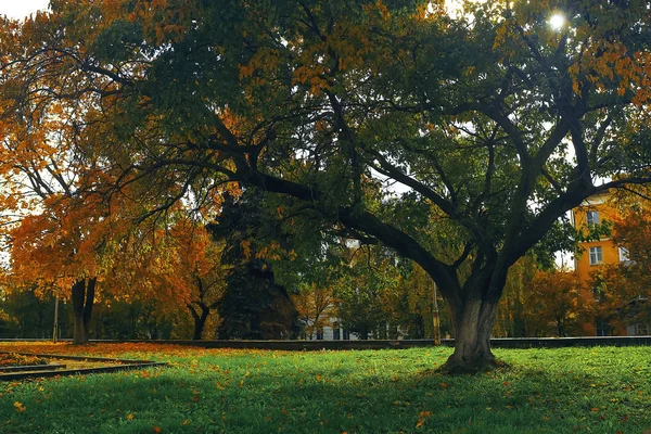 Sonbahar parkında ağaçlar — Stok fotoğraf