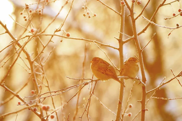 Птицы сидят на ветке — стоковое фото