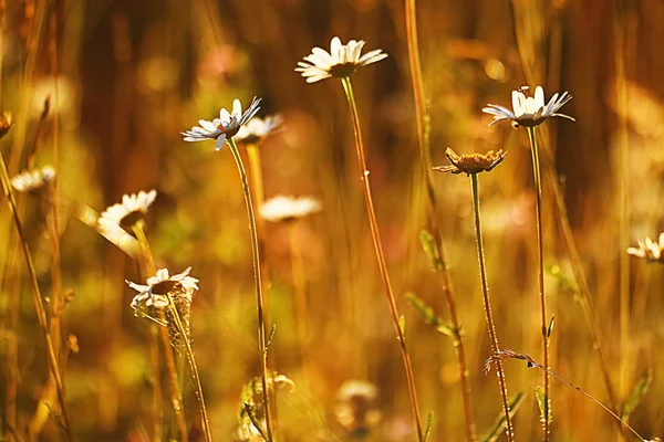 Flowers growing  on a green meadow — Stock Photo, Image