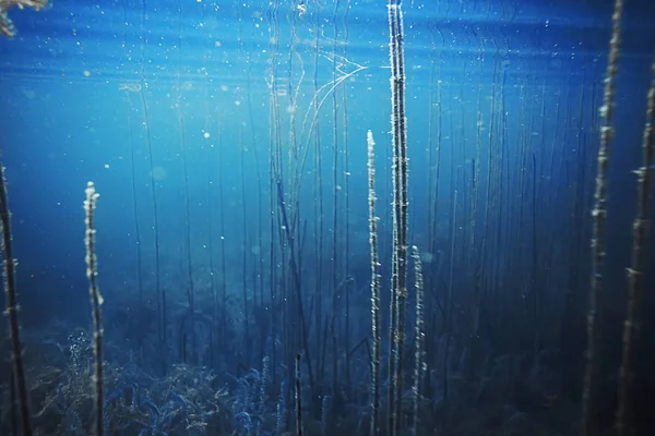 Fonds marins avec algues et coraux — Photo