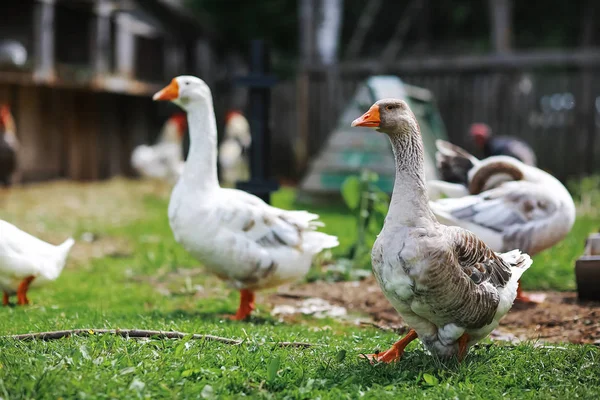 Gänse an einem sonnigen Tag — Stockfoto