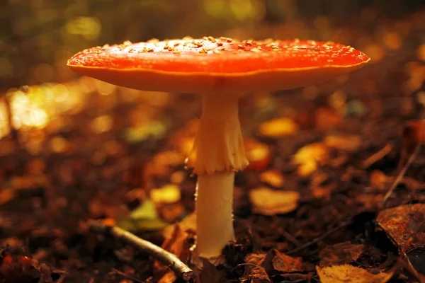 Cogumelo na floresta de outono — Fotografia de Stock