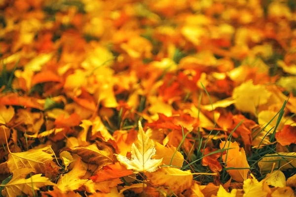 Lehullott levelek lon a földön — Stock Fotó