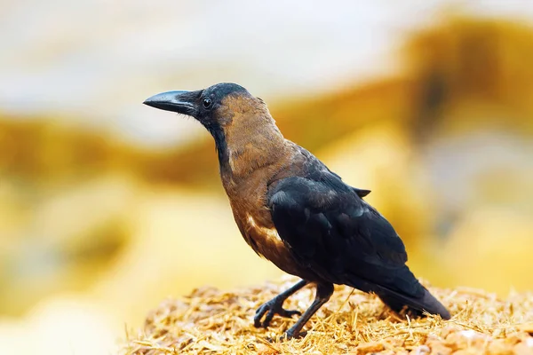 Cuervo joven en un campo — Foto de Stock