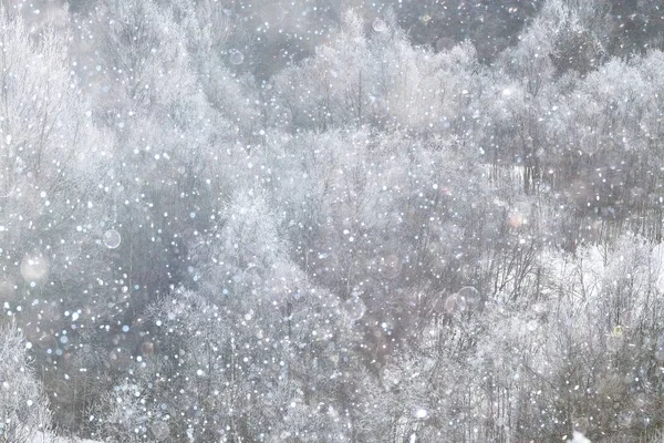 覆盖着白雪的冬季森林 — 图库照片