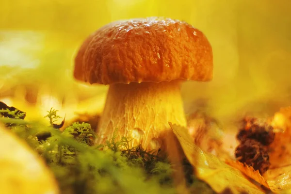 Mushroom  in the autumn forest — Stock Photo, Image