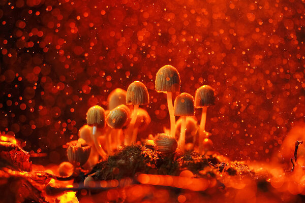 mushrooms in the autumn forest