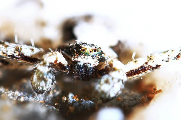 Flauschige Spinne sieht gerade aus — Stockfoto