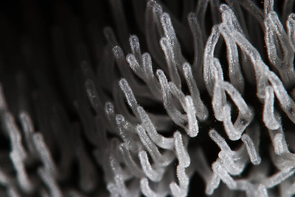 Коралловый гриб на дереве
