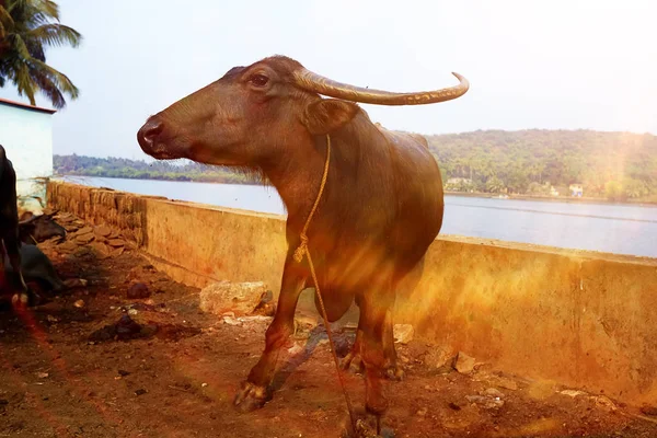 Корова на берегу реки — стоковое фото