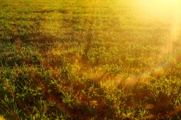 Hierba bajo los rayos del sol — Foto de Stock