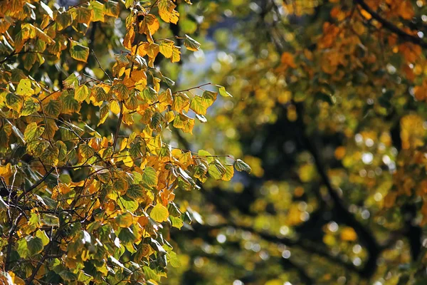 Жовте листя на гілках — стокове фото