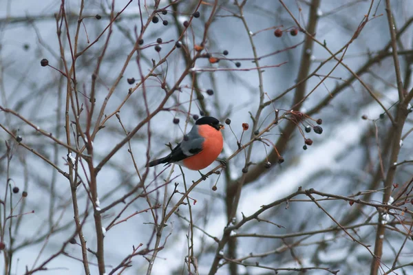Ptak siedzi na gałęzi — Zdjęcie stockowe