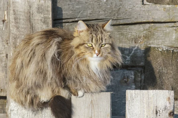 Lustige Katze sitzt auf dem Zaun — Stockfoto