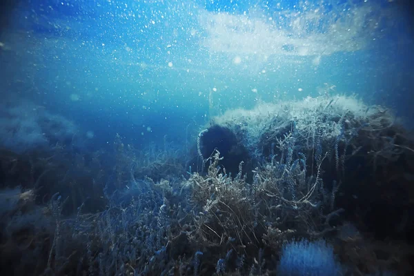 Lecho marino con algas y corales —  Fotos de Stock