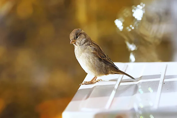 Moineau sur un toit en fer — Photo