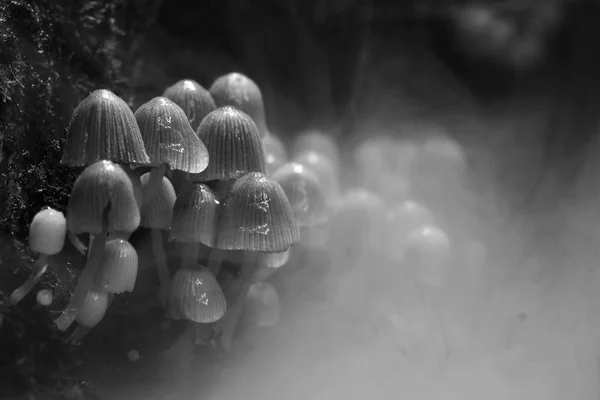 Funghi nella radura, flora — Foto Stock