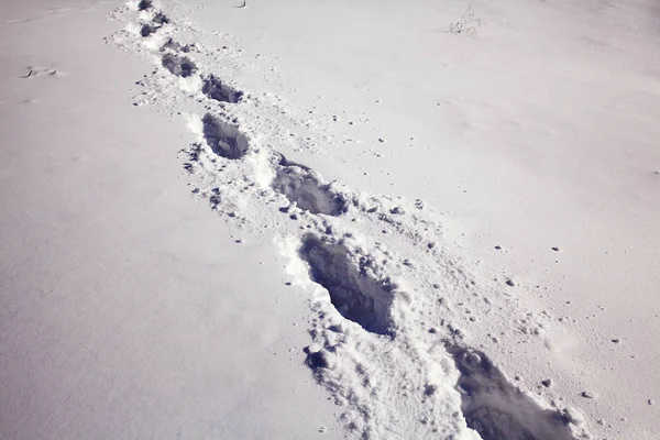Kışın karda ayak izleri. — Stok fotoğraf