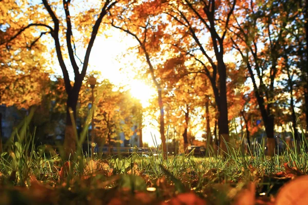 秋の公園で日当たりの良い天気 — ストック写真