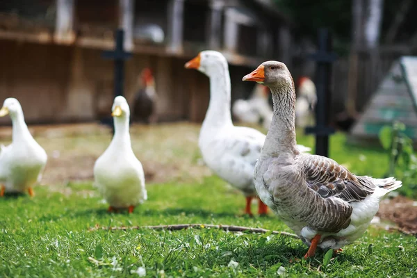 Gänse an einem sonnigen Tag — Stockfoto