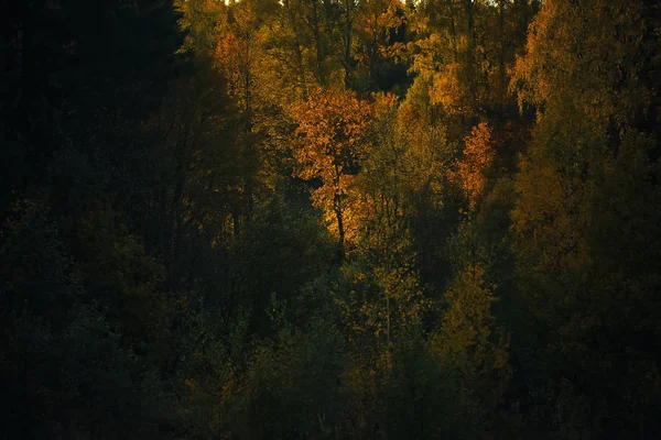 Podzimní les v poli — Stock fotografie