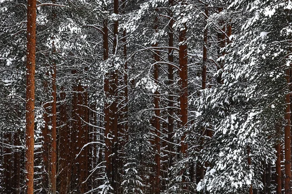 Snötäckt vinterskog — Stockfoto