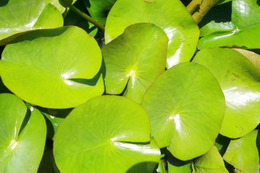 Nilüfer yaprakları suda.