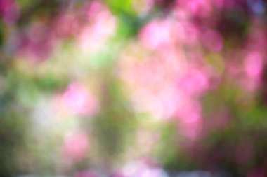 Pembe çiçekler dallar üzerinde 