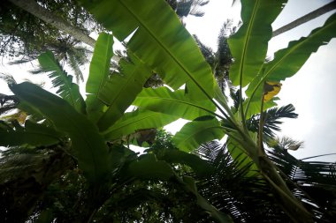 Ağaçlar ormanda, Asya 