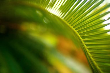 tropikal palmiye yaprağı