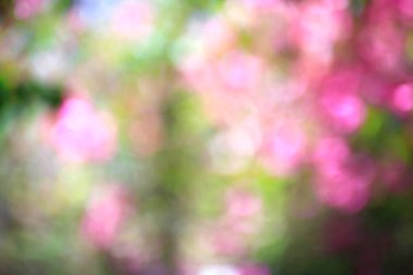 Pembe çiçekler dallar üzerinde 