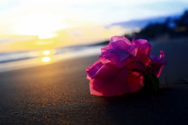 Kumlu bir plaj üzerinde çiçek 