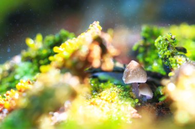  mantar açıklıkta, flora 