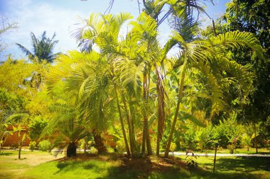 güneşli bir palmiye yaprakları