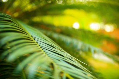 tropikal palmiye yaprağı