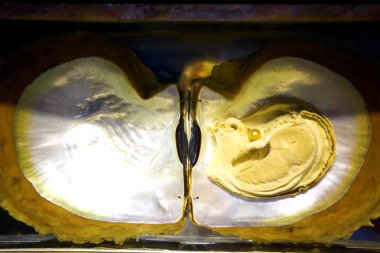 Pearl açık kabuğu