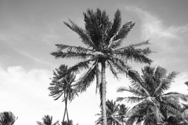 Gökyüzüne karşı tropik avuç içi 