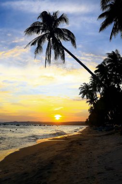 Gün batımında palmiye ağaçları