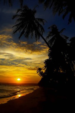 Gün batımında palmiye ağaçları